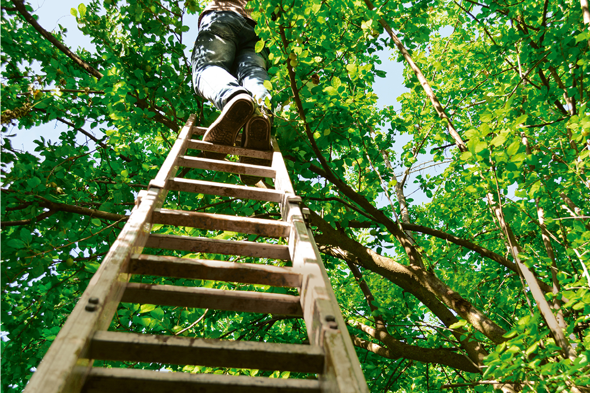 Mann steht auf einer Leiter, angelehnt an einen Baum