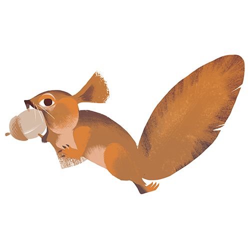 Zeichnung Eichhörnchen mit Eichel