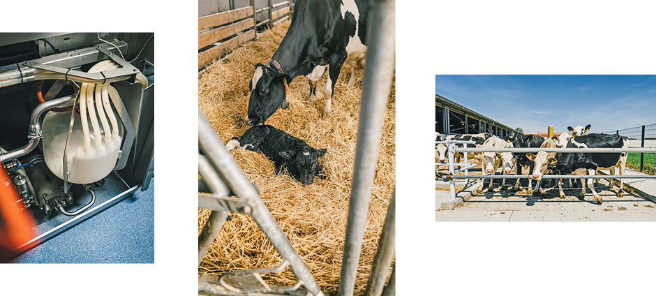 Melkmaschine, Kuh mit Kalb, Kuhgehege