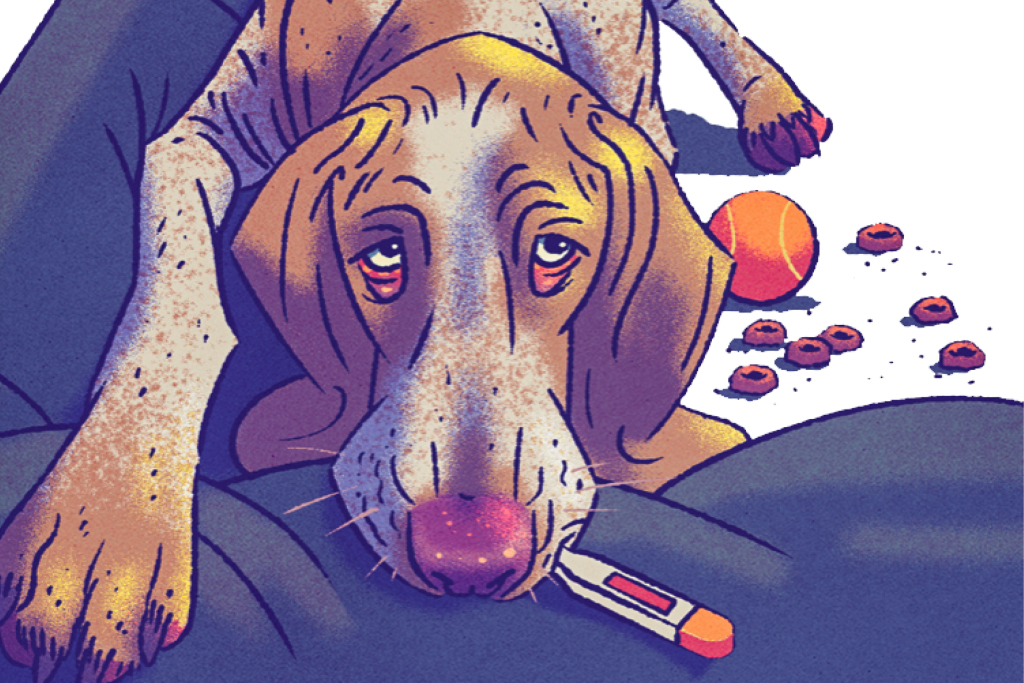 Illustration: Ein kranker Hund hat ein Fieberthermometer im Mund 