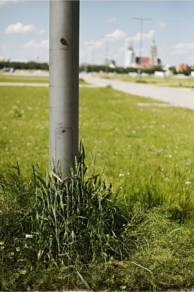 An einem Laternenmast wachsen besonders viele Grünpflanzen.