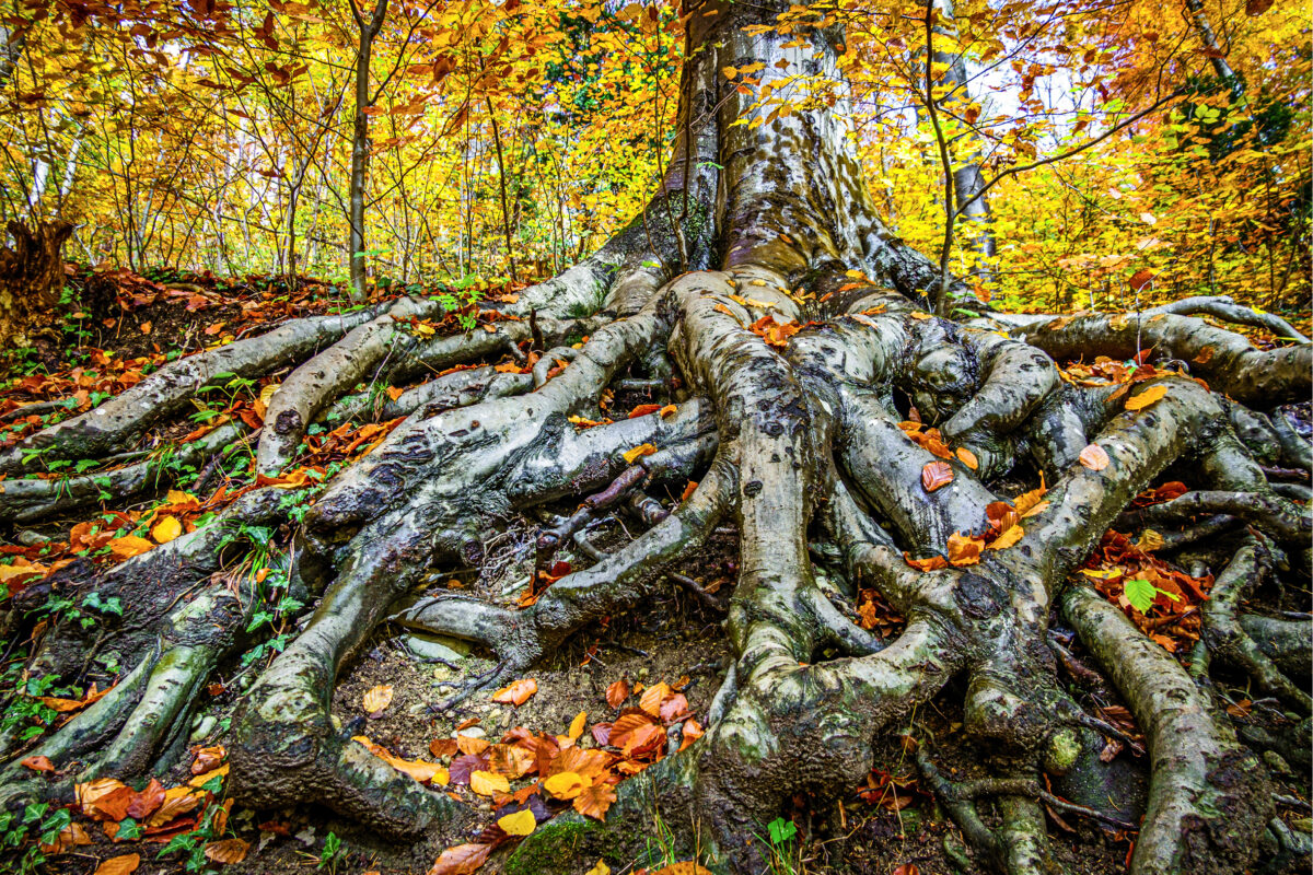 Ein Baum mit großen hervorstehenden Wurzeln steht in einem Wald.