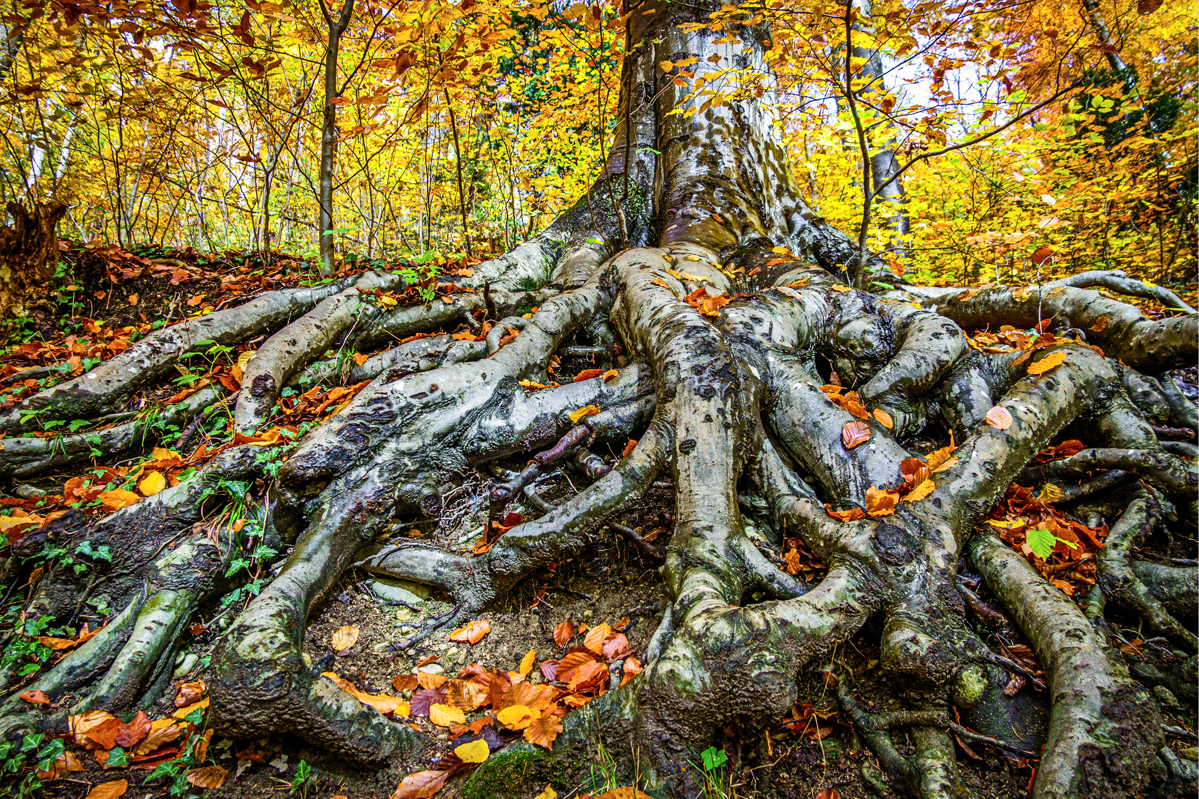 Ein Baum mit großen hervorstehenden Wurzeln steht in einem Wald.